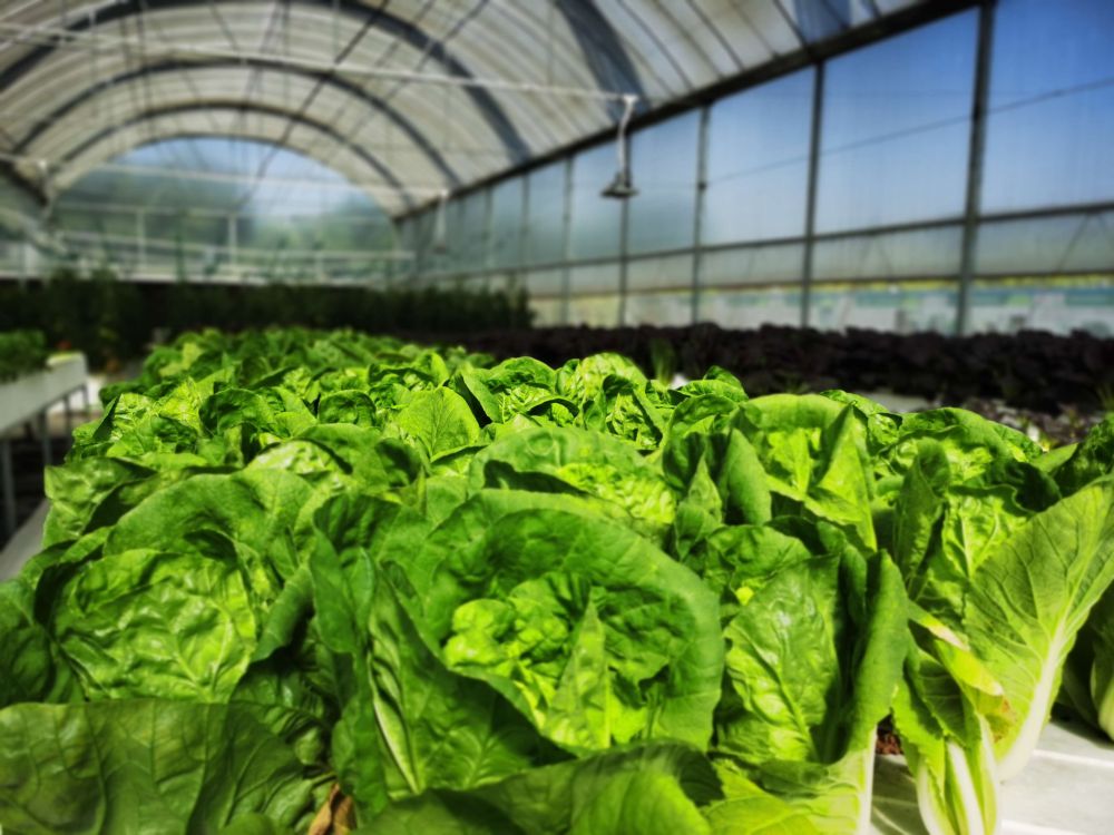 海博论坛光电植物灯事业部的产品用于蔬菜种植